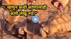 “…म्हणून कधी कोणालाही कमी लेखू नये!” तरसने केला कासवावर हल्ला; पुढे जे घडलं ते पाहून व्हाल थक्क, Viral Video