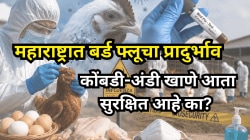 महाराष्ट्रात बर्ड फ्लूचा वाढता धोका; कोंबडी-अंडी खाणे सुरक्षित की धोकादायक? डॉक्टरांनी सांगितले सत्य