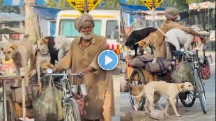 Elderly Man Looking After Five Street Dogs On Rickshaw