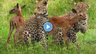 Thrilling moments in the forest captured on camera