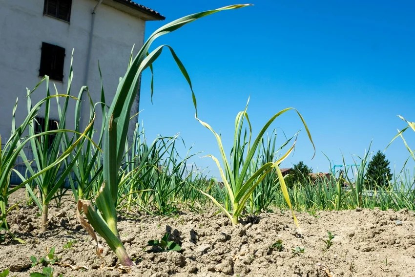 How to keep snakes away from home naturally, 10 plants that repel snakes