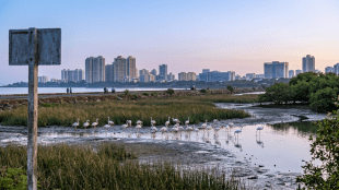 Flamingo habitat Navi Mumbai wetlands | NRI Complex Flamingo point TS Chanakya lake | Save Navi Mumbai Environment protest | Thane District Wetland Committee report controversy