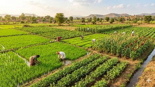 Indian summer crop sowing report 2026 | Record agriculture cultivation data India | Rice and pulses farming area Maharashtra | Central Agriculture Ministry sowing updates