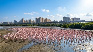 Navi Mumbai Flamingo City wetlands protection | Thane District Collector report on wetlands | Save Navi Mumbai Environment NRI complex TS Chanakya | Maharashtra State Wetland Authority Central Government decision