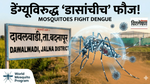 A graphic featuring a shielded mosquito. The background shows a Dawalwadi, Jalna signpost in Marathi and English. It includes the headline 'MOSQUITOES FIGHT DENGUE', the 'World Mosquito Program' logo, and the 'Loksatta Vishleshan' logo in the corner: एका सुरक्षित डासाचे ग्राफिक चित्र. पार्श्वभूमीत दावलवाडी, जालना असे मराठी आणि इंग्रजीत लिहिलेला फलक आहे. यावर 'डेंग्यूविरुद्ध डासांचीच फौज' हा मथळा, 'वर्ल्ड मॉस्किटो प्रोग्राम'चा लोगो आणि कोपऱ्यात 'लोकसत्ता विश्लेषण'चा लोगो आहे.