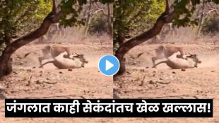 Lioness hunting a cow near tourists during safari at Gir National Park in Gujarat