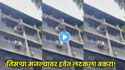 बापरे, मुंब्र्यात तिसऱ्या मजल्यावर हवेत लटकला बकरा; खाली लोकांची गर्दी, पुढे काय झालं पाहून उडाली सगळ्यांची झोप, VIDEO पाहून धडकी भरेल