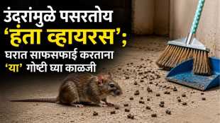 Hantavirus Alert never sweep rat infested area experts tell right way to clean