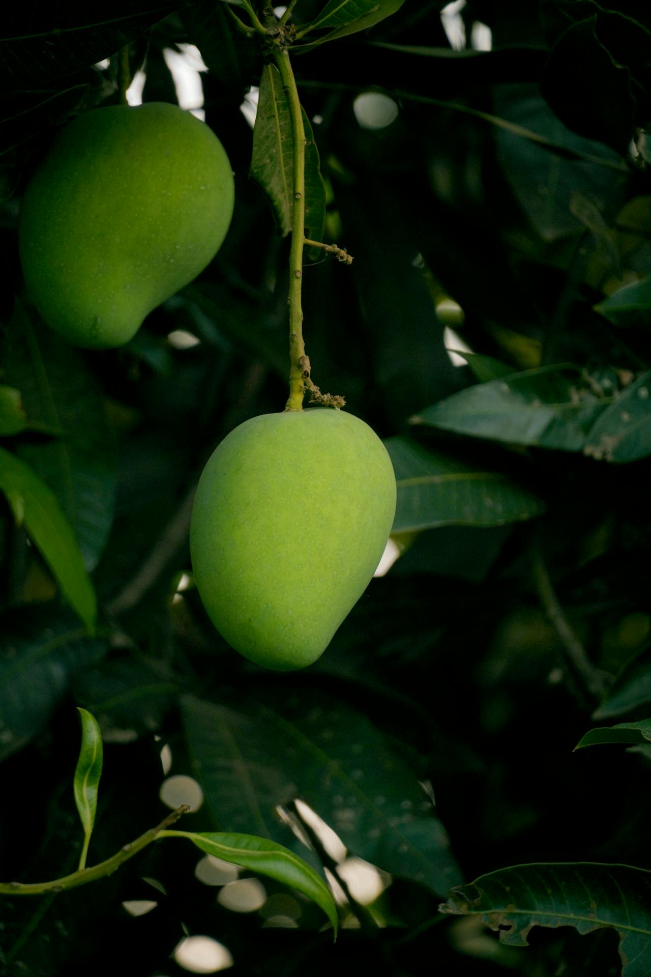 Health Benefits Of Eating Mango In Summer