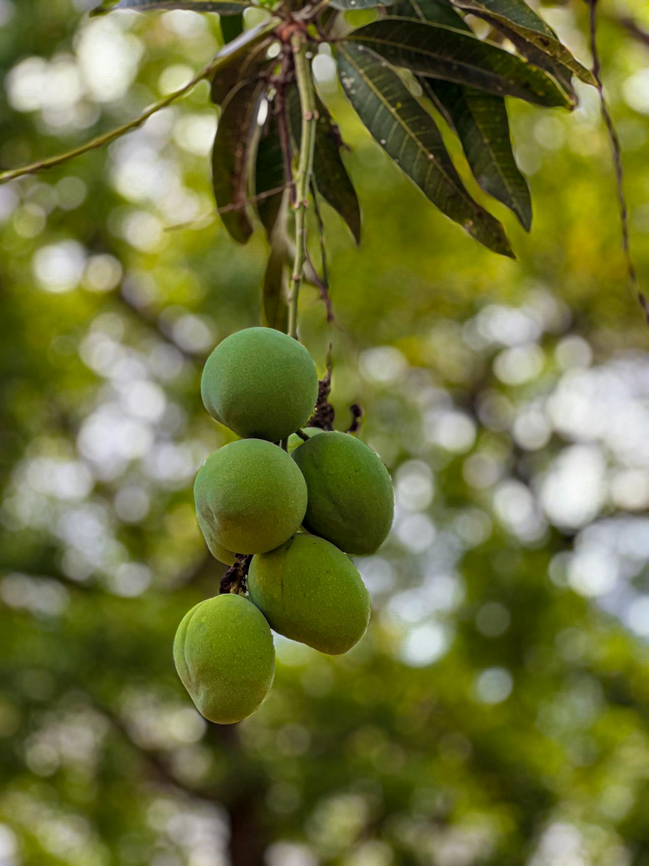 Health Benefits Of Eating Mango In Summer