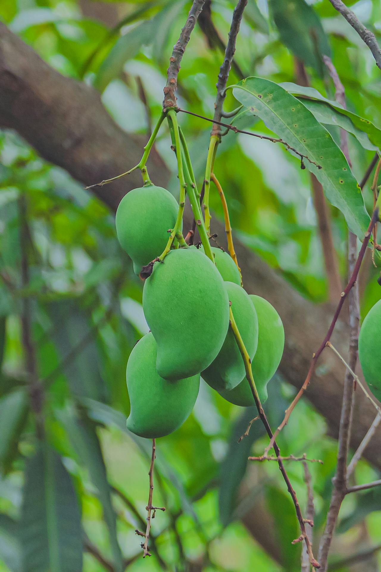 Health Benefits Of Eating Mango In Summer