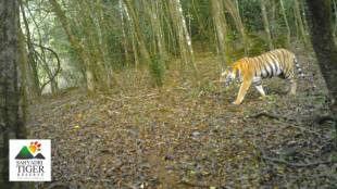 Sahyadri tiger reserve Hirkani tigress updates | Radio collar GPS signal failure Maharashtra tigers | Koyna wildlife sanctuary tiger tracking | Nagpur forest department tiger relocation news
