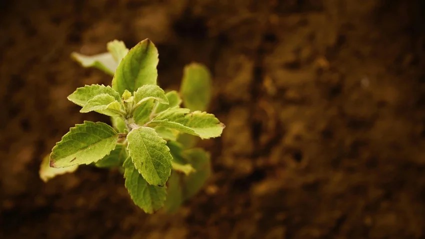 How to keep snakes away from home naturally, 10 plants that repel snakes