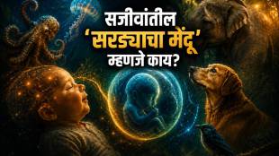 Human Consciousness Neuroscience Research