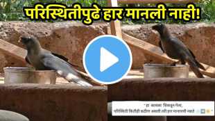 Injured Crow Heart touching Video