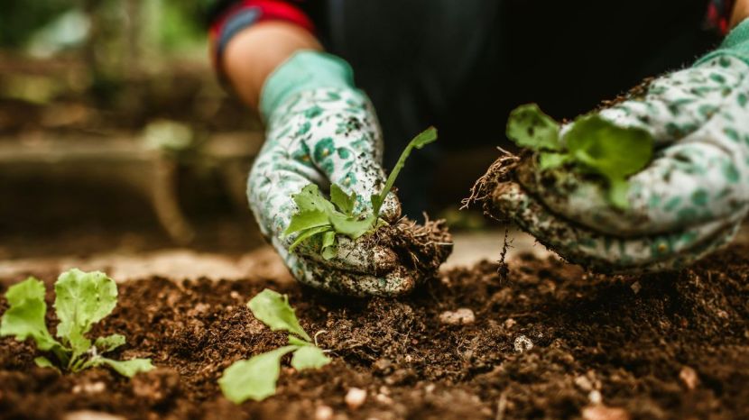 gardening
