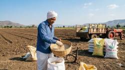 राज्यात यंदाही डीएपी खताचा तुटवडा? खरीपमध्ये पिकांवर तब्बल ४४ लाख मे.टन रासायनिक खतांचा मारा होणार, पर्यायी खत…