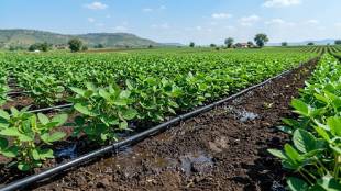 El Nino impact on Maharashtra agriculture | Kharif crop planning rules Akola | Low rainfall farming management tips Marathi | Drought resilient seeds soybean tur moong