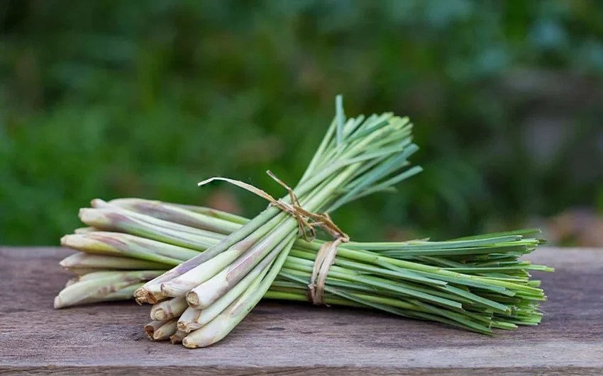 How to keep snakes away from home naturally, 10 plants that repel snakes