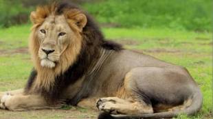 Lion Bharat Sanjay Gandhi National Park illness | Gorewada Wildlife Rescue Centre Nagpur | Maharashtra Forest Department negligence controversy | Asiatic lion infectious diseases outbreak Maharashtra