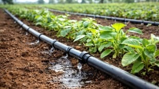 Maharashtra Drip Irrigation Policy
