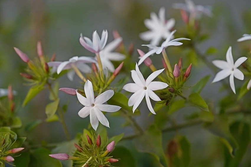How to keep snakes away from home naturally, 10 plants that repel snakes