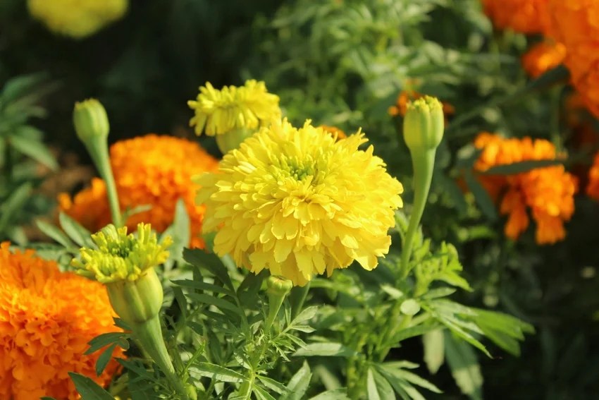 How to keep snakes away from home naturally, 10 plants that repel snakes