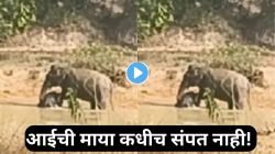 ‘शेवटी आई ती आईच…’ दलदलीत अडकलेल्या पिल्लासाठी रात्रभर झुंजत राहिली हत्तीण; पण पुढे जे घडलं… VIDEO पाहून तुमच्याही डोळ्यात येईल पाणी