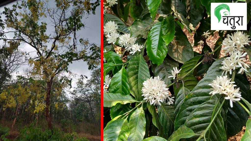 Coorg coffee estate nature photography | Madikeri travel experience Marathi | Nagarhole forest wildlife beauty | Nisarga Samvad Marathi article Coorg coffee estate nature photography | Madikeri travel experience Marathi | Nagarhole forest wildlife beauty | Nisarga Samvad Marathi article