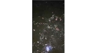Dead fish in Kherdi river Chiplun | Industrial water pollution Ratnagiri Maharashtra | Environmental damage Kherdi MIDC | Water pollution complaints Chiplun news
