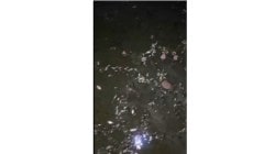 खेर्डी नदीपात्रात मेलेल्या माशांचा खच आढळून आल्याने खळबळ