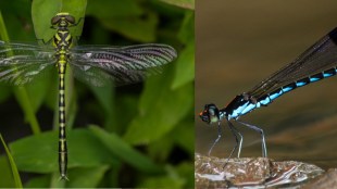 Dragonfly and Damselfly species in Western Ghats | Dr Pankaj Koparde MIT WPU insect survey | Biodiversity loss in Maharashtra Ghats | Odonata species extinction risks India