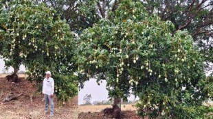 Dharashiv farmer 100 variety mango tree | Vashi mango farming success story | Mahadev Devadikar mango grafting experiment | Maharashtra agriculture innovation mango production