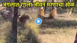 सांगा दुर्दैव कोणाचे? एका हरणाची शिकार करण्यासाठी दोन वाघांची शर्यत; VIDEO पाहून अंगावर येईल काटा