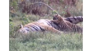 Veera tigress with cubs in Tadoba Andhari Tiger Reserve | Mother's Day Special wildlife story Marathi | Tadoba Tiger Safari Nagpur Bengal Tiger | Ranveer Gautam wildlife photography Veera tigress