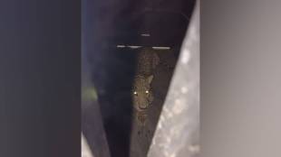 leopard caught in mercedes benz pune plant | wildlife rescue chakan midc | forest department leopard operation pune | mercedes benz india factory leopard news