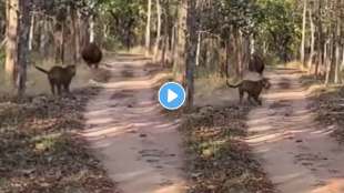 tiger chasing a Gaur Jungle video