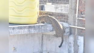 Leopard entering Nagpur city near Bhandewadi | Man-animal conflict in Nagpur Vidarbha | Wildlife corridors near Nagpur tiger capital | Impact of garbage on leopard movement in Maharashtra