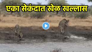 Cheetah attacked by crocodile