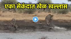 पाण्याचा एक घोट धोक्याचा ठरला… डाव साधून मगरीने केला चित्त्यावर हल्ला; VIDEO पाहून डोळ्यांवर विश्वास बसणार नाही