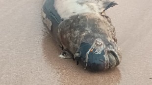 Rare Indo Pacific finless porpoise found dead | Ganeshgule beach Ratnagiri marine life threat | Dolphin like species dead body Maharashtra coast | Marine pollution and ecosystem expert Dr Swapnaja Mohite
