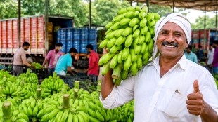 Jalgaon banana export crisis Gulf countries | Raver Burhanpur banana market prices update | Khandesh banana farmers economic relief | Maharashtra agriculture news banana crop production
