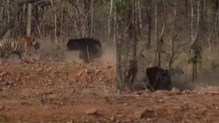 Tadoba tiger vs sloth bear fight video | Supriya Sule Twitter viral wildlife video | Tadoba Andhari Tiger Reserve Nagpur | Wildlife animal conflict Maharashtra forest