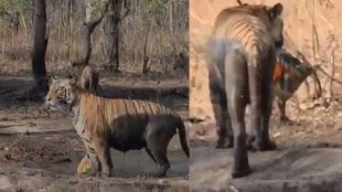 bor tiger reserve video tiger with plastic bucket | bor tiger reserve wardha latest updates | nagpur forest department plastic pollution | tadoba nayantara tigress plastic bottle video