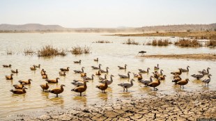 migratory birds in vidarbha reservoirs | global bird count e bird maharashtra | bhandara gondia siberian birds tracking | nagpur amravati summer temperature wildlife impact