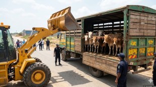 Cow smuggling action in Maharashtra | Pratap Sarnaik bulldozer action on illegal animal transport | Bakri Eid cow slaughter ban inspection | Maharashtra transport department vehicle seizure