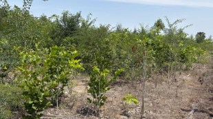 Palghar Tarapur MIDC Miyawaki plantation project | Boisar Navapur beach artificial forest creators | Pal Fashions CSR green initiative Maharashtra | Avinash Dhakane MIDC eco biodiversity park Ten Palghar