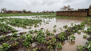 Dharashiv crop insurance rejected heavy rain | Maharashtra farmers crop loss ICICI Lombard | Parbhani Krishi Vidyapeeth crop productivity report | Dharashiv heavy rainfall soyabean damage Rana Jagajitsinha Patil