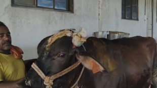 nalasopara goshal demolition vvmc encroachment action | cow injured bmc jcb action nalasopara west | mla rajan naik protest against vvmc commissioner | vasai virar municipal corporation illegal construction drive mumbai