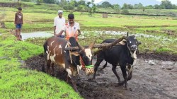 बोगस बियाण्यांचा सापळा! कृषी विभागाकडून शेतकऱ्यांना सावधगिरीचा सल्ला